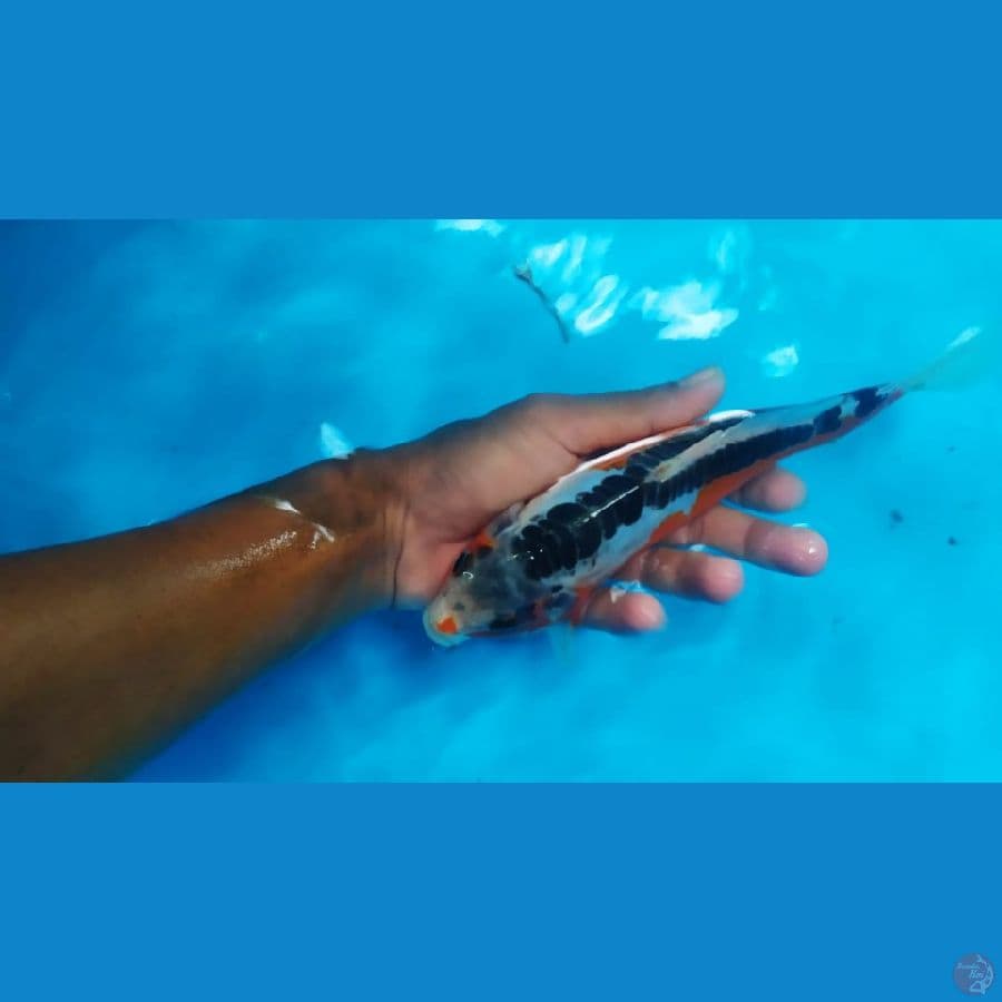 shusui 23 cm