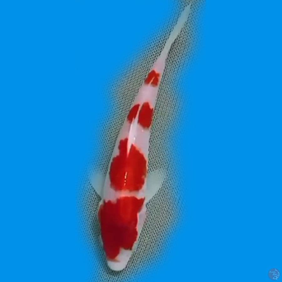 14CM