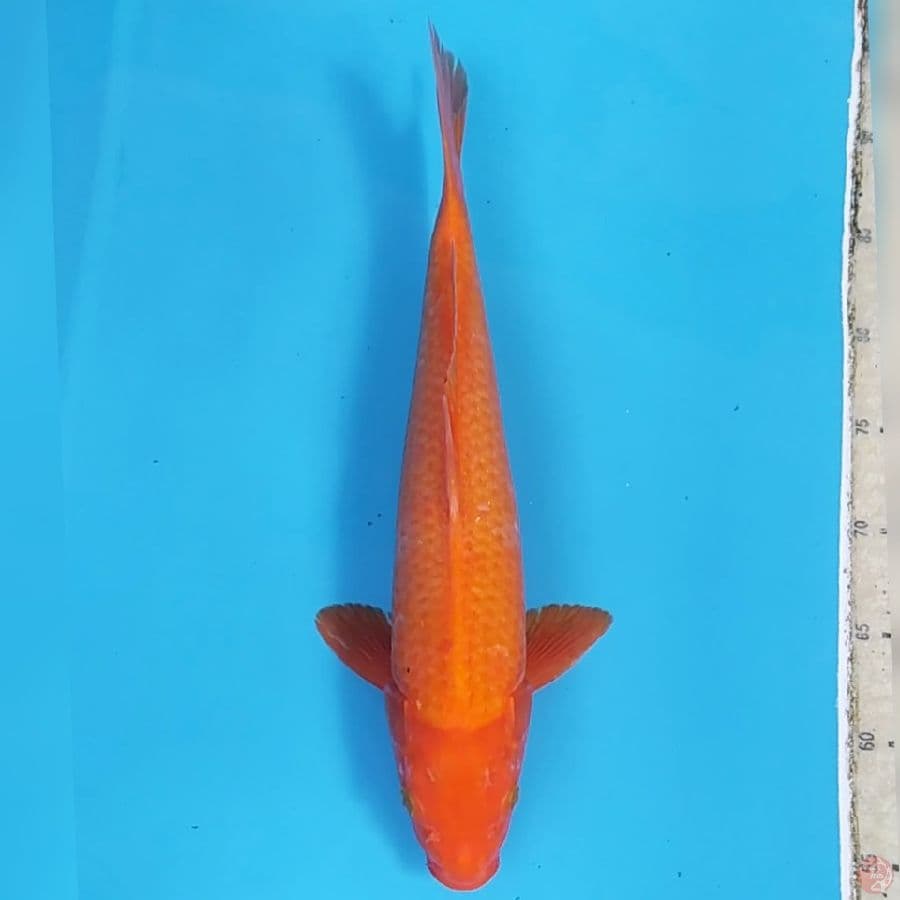 Red Karashi ~38
