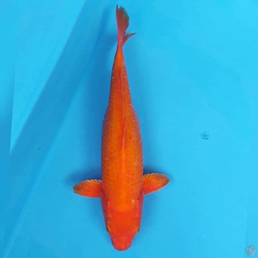 Benigoi ~40