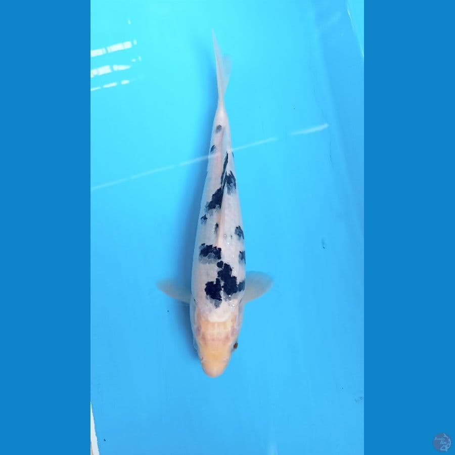 Bekko 23cm