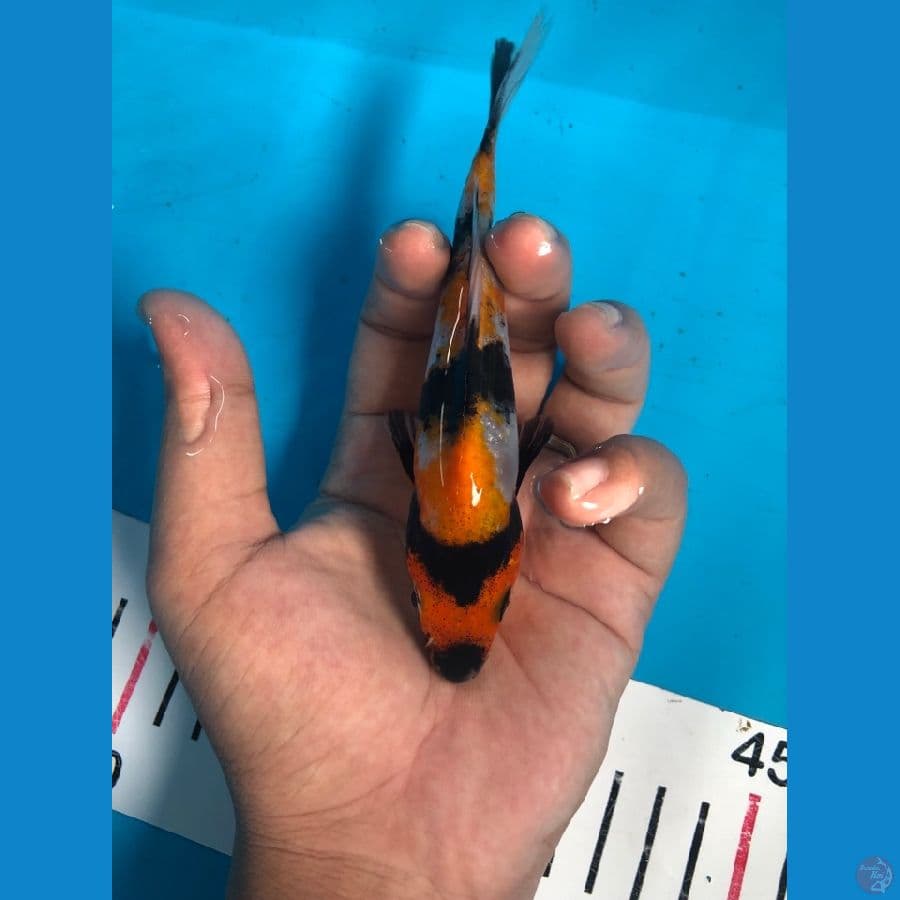 Showa 14 cm