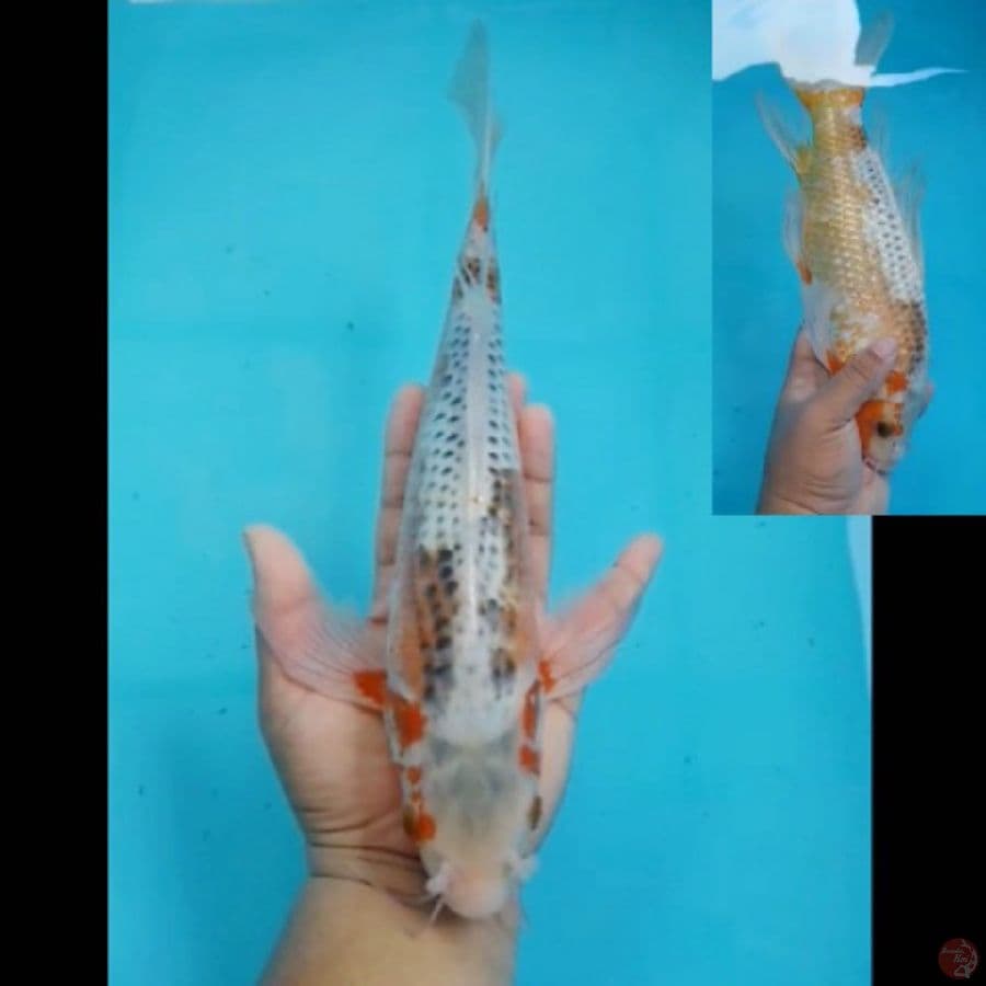 kumpay asagi 35cm