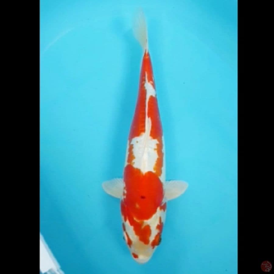 kikushui 37cm