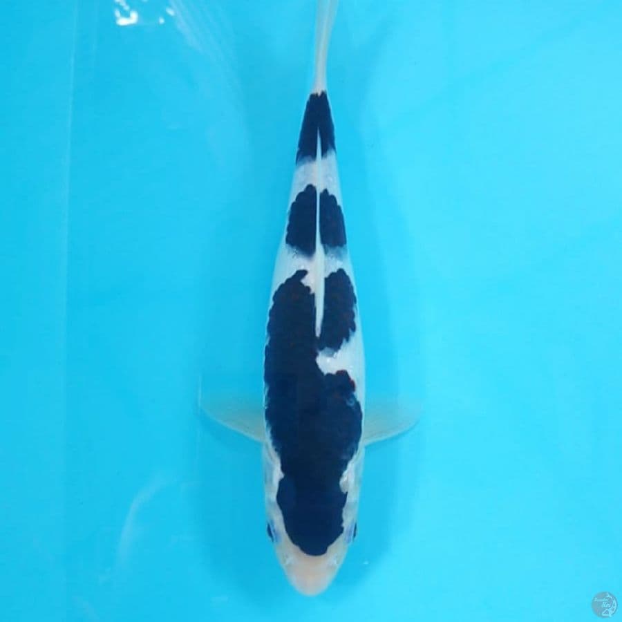 budo goromo 27cm