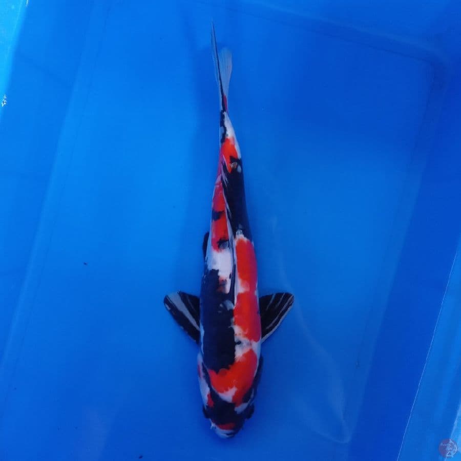 KANSAI - DOITSU SHOWA MALE 42CM