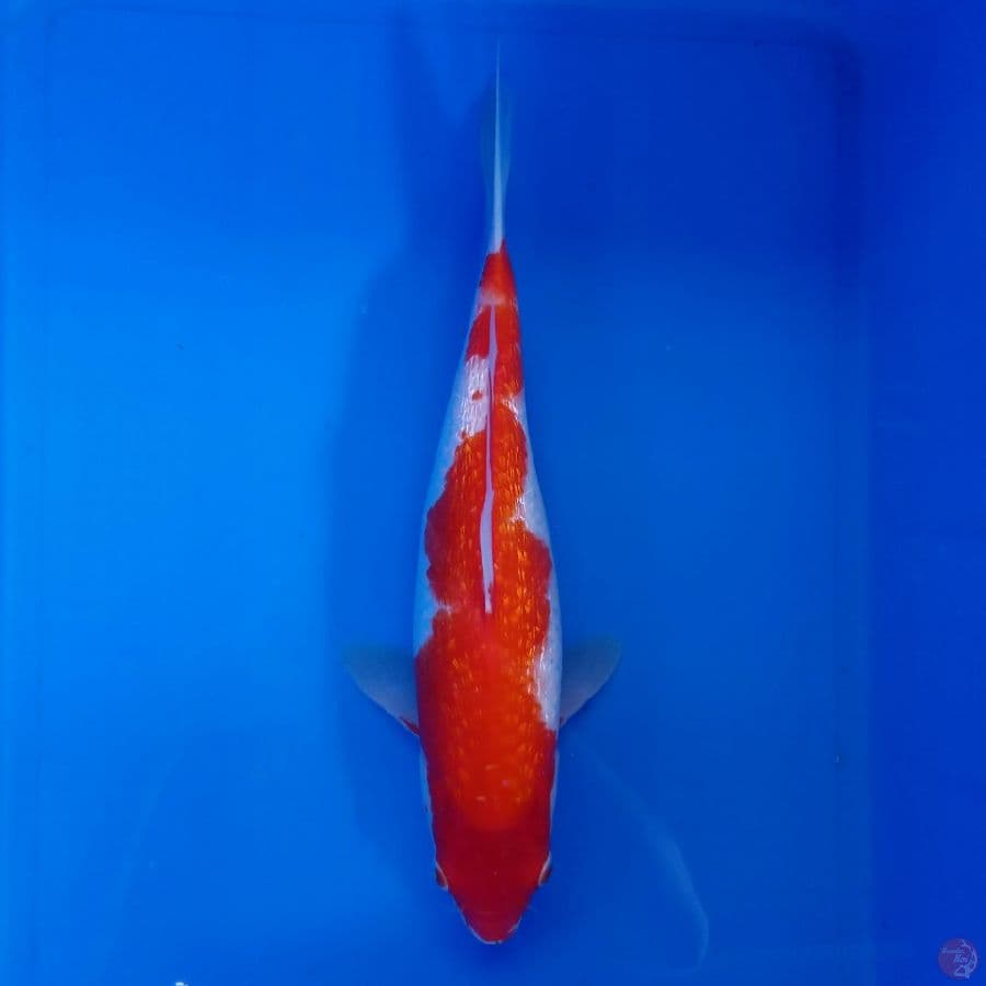 KANSAI - INAZUMA KOHAKU GINRIN MALE 36CM
