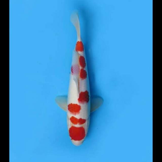 33cm Male - Kohaku Maruten Asli