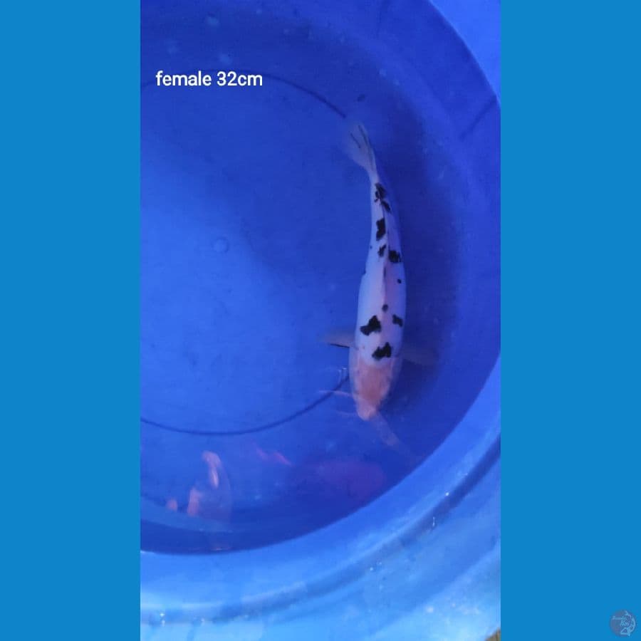 beko 32 cm F