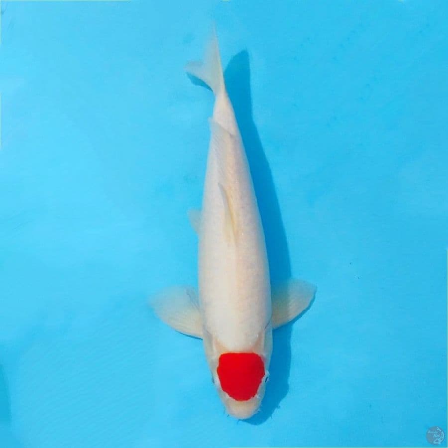 Tancho kohaku original good body size 37cm male