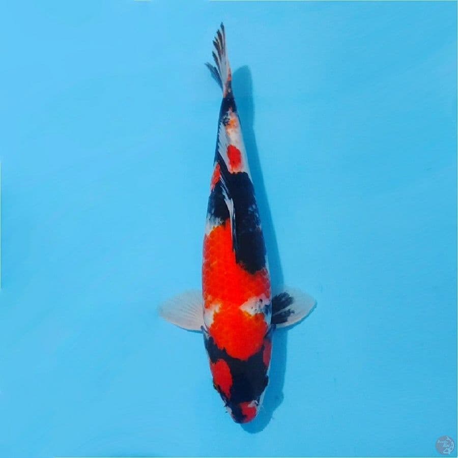 Showa sanshoku good body male size 35cm