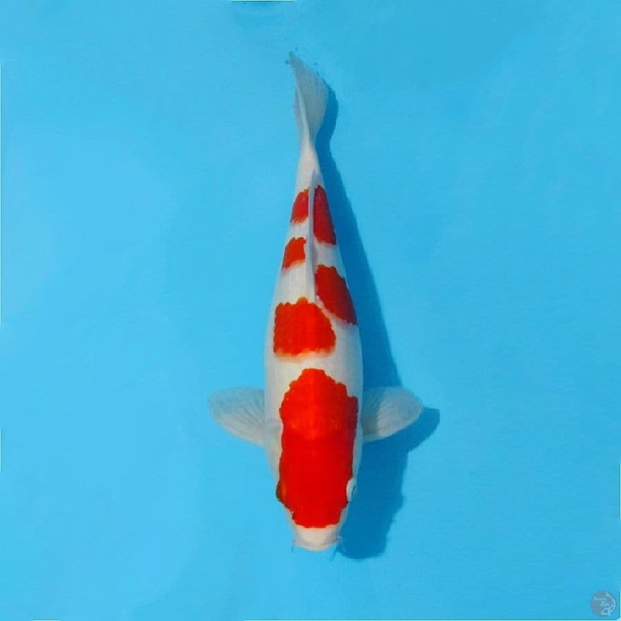 Kohaku original size 35cm fml