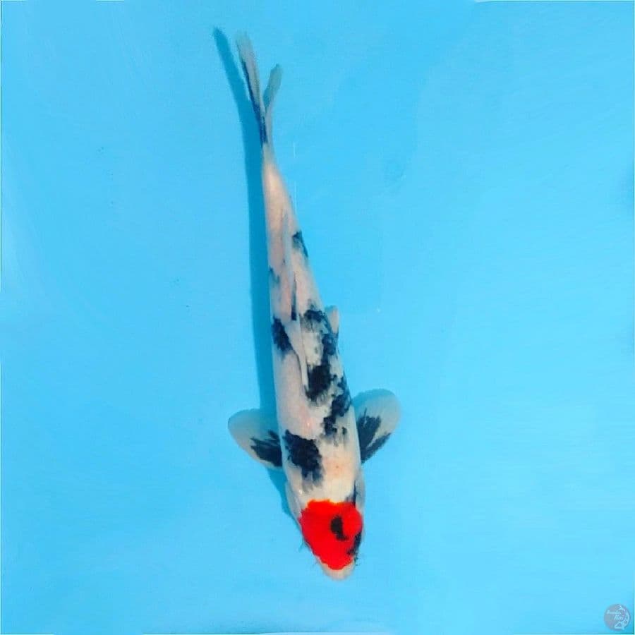 Tancho showa tategoi size 30cm male