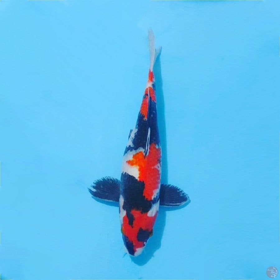 Showa sanshoku size 33cm male