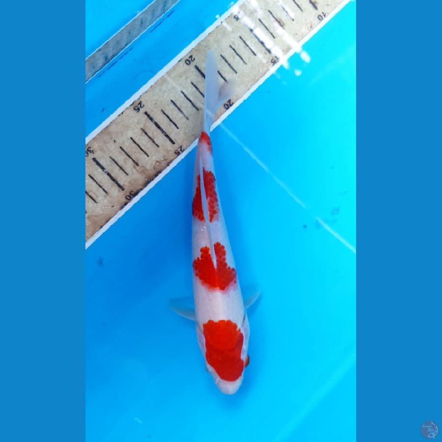 kohaku 22cm