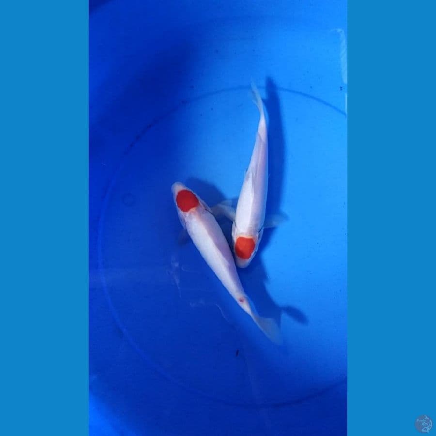 tanco kohaku