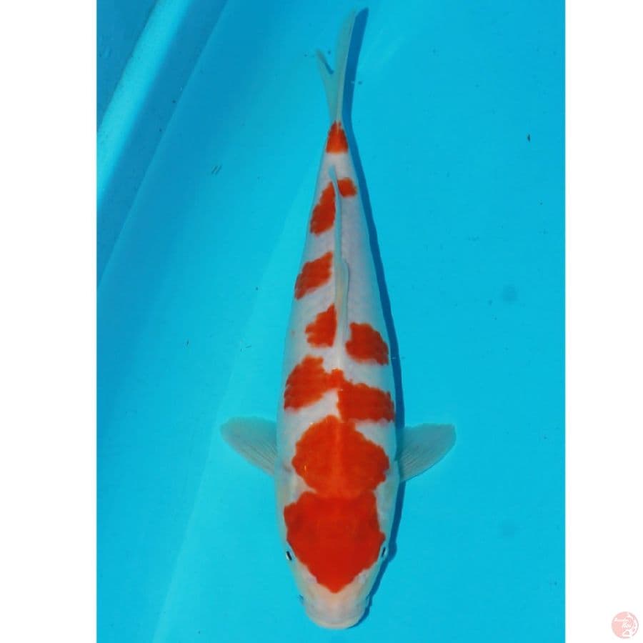 sakura baby face 30cm male