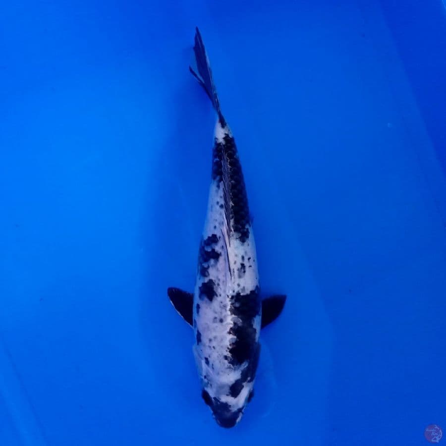 KANSAI - GIN SHIRO 28CM