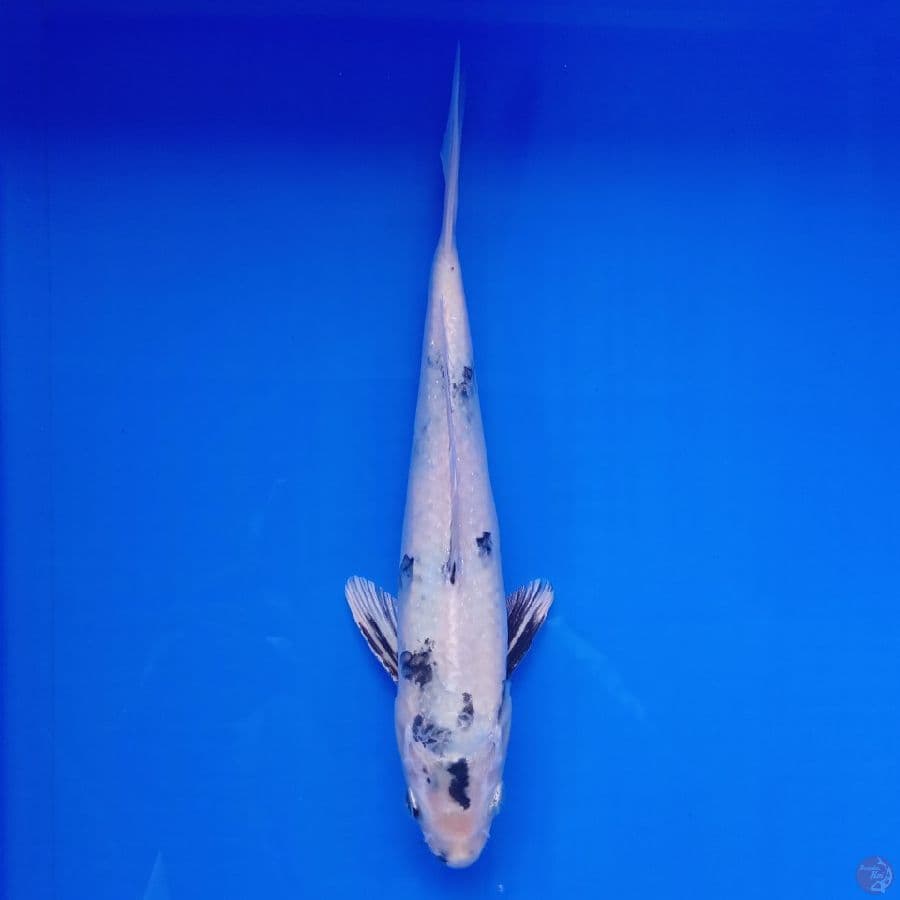 KANSAI - GIN SHIRO TATEGOI MALE 28CM