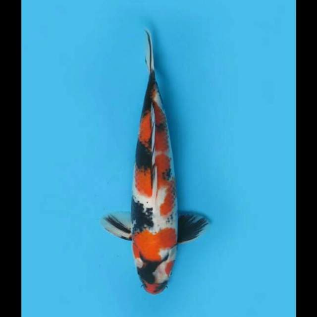 33cm Male - Showa Sanshoku Hq