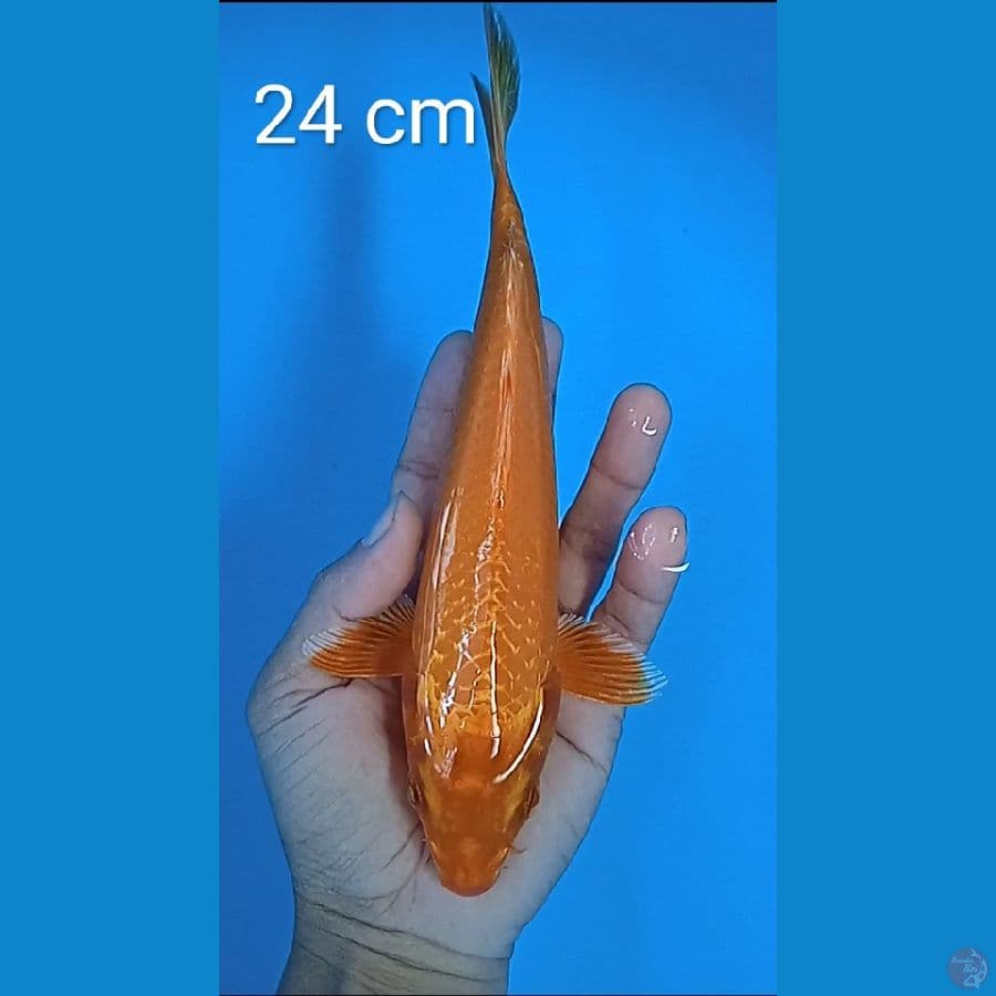 aka hajiro : 24 cm