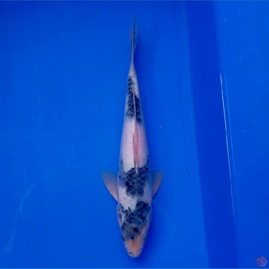 KANSAI - SHIRO TATEGOI F 26CM