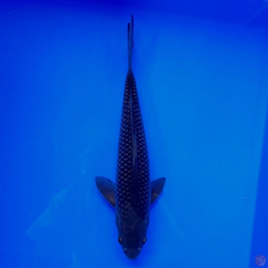 KANSAI - KARASU MALE 29CM