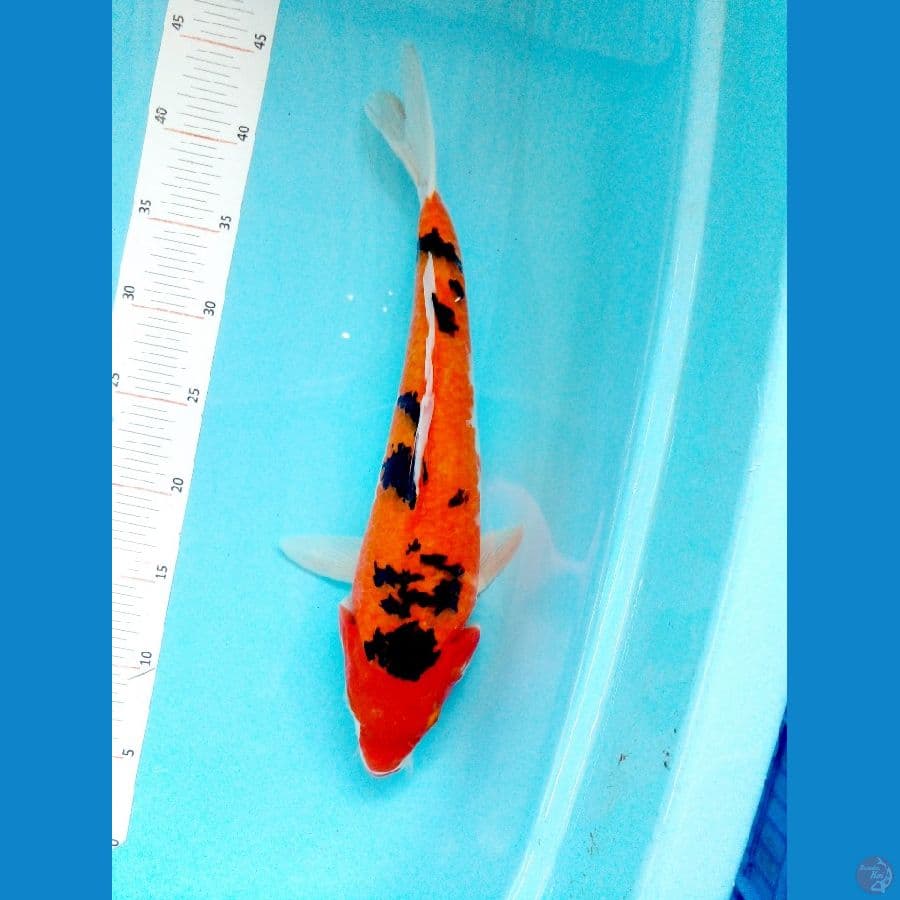 ikan