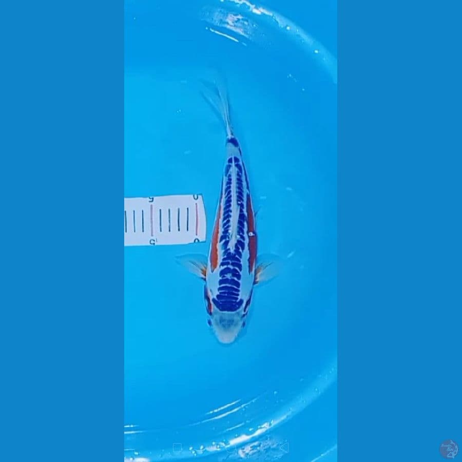 SHUSUI 30CM