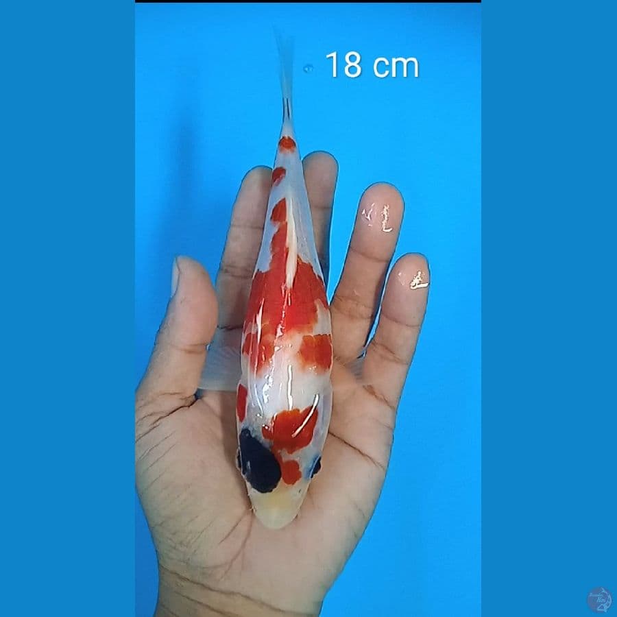 showa : 18 cm