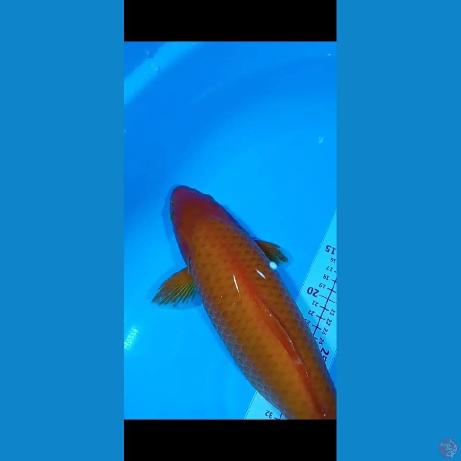 RED KARASI JAGUNG 41CM