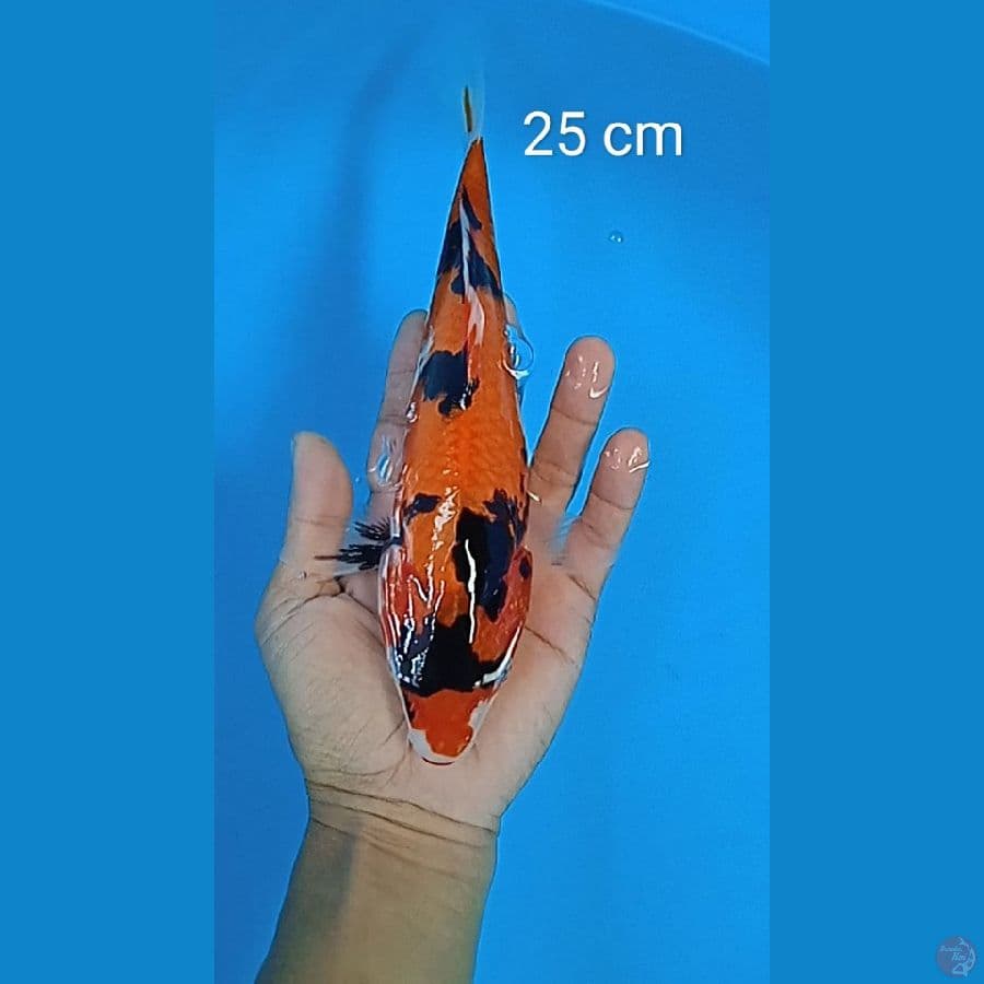 hi showa : 25 cm