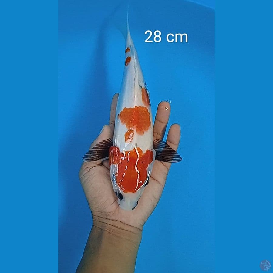 showa : 28 cm