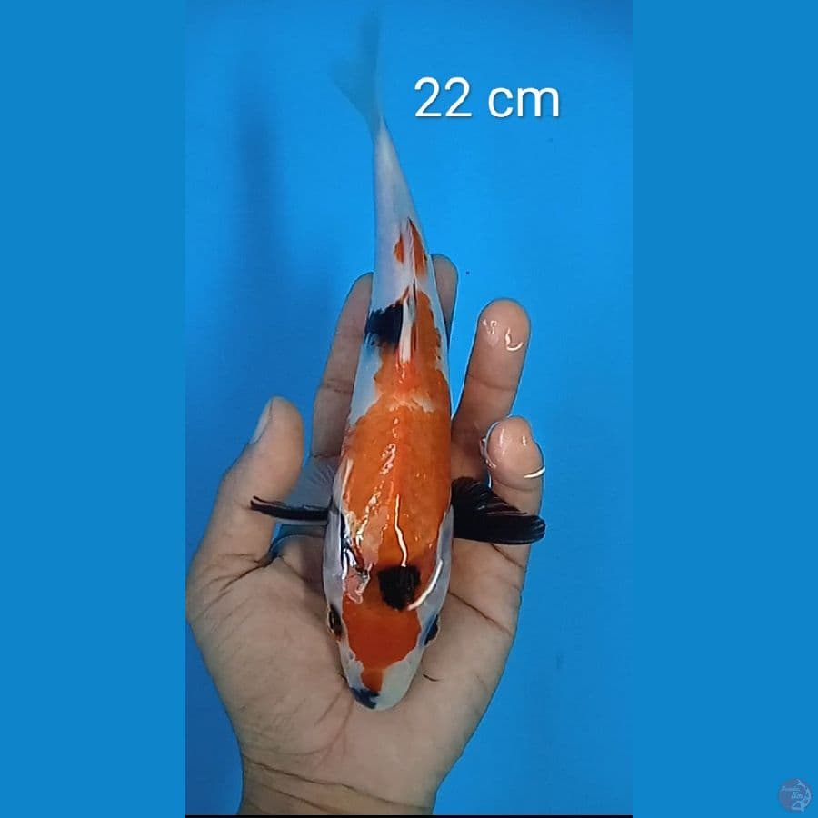 showa : 22 cm