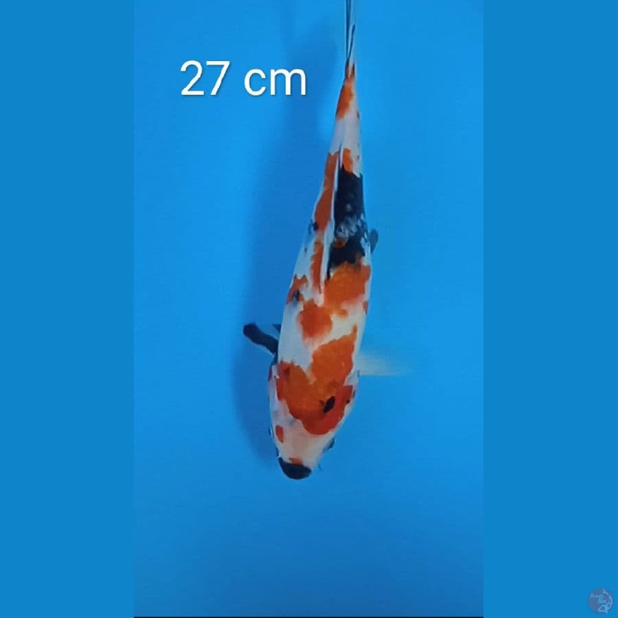showa : 27 cm