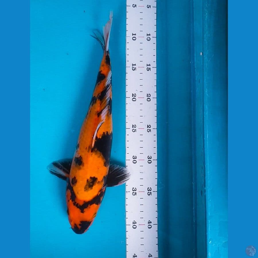 Showa 32cm fm
