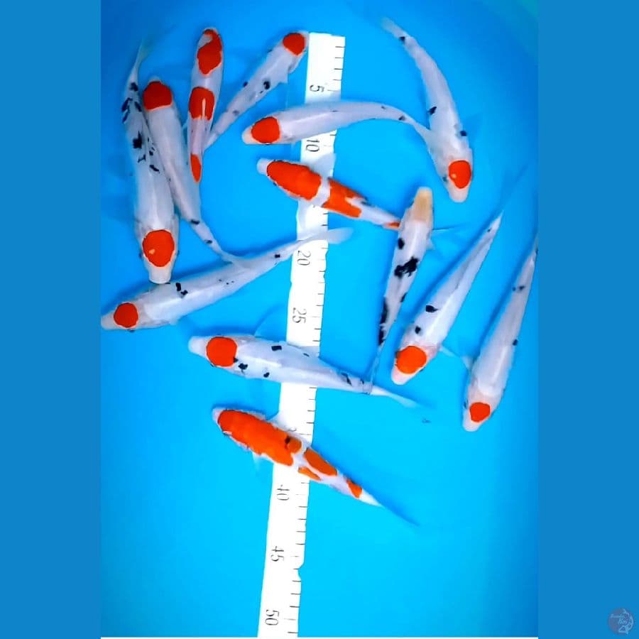 DOIT SU 17-24 cm 13 ekor cutt kering