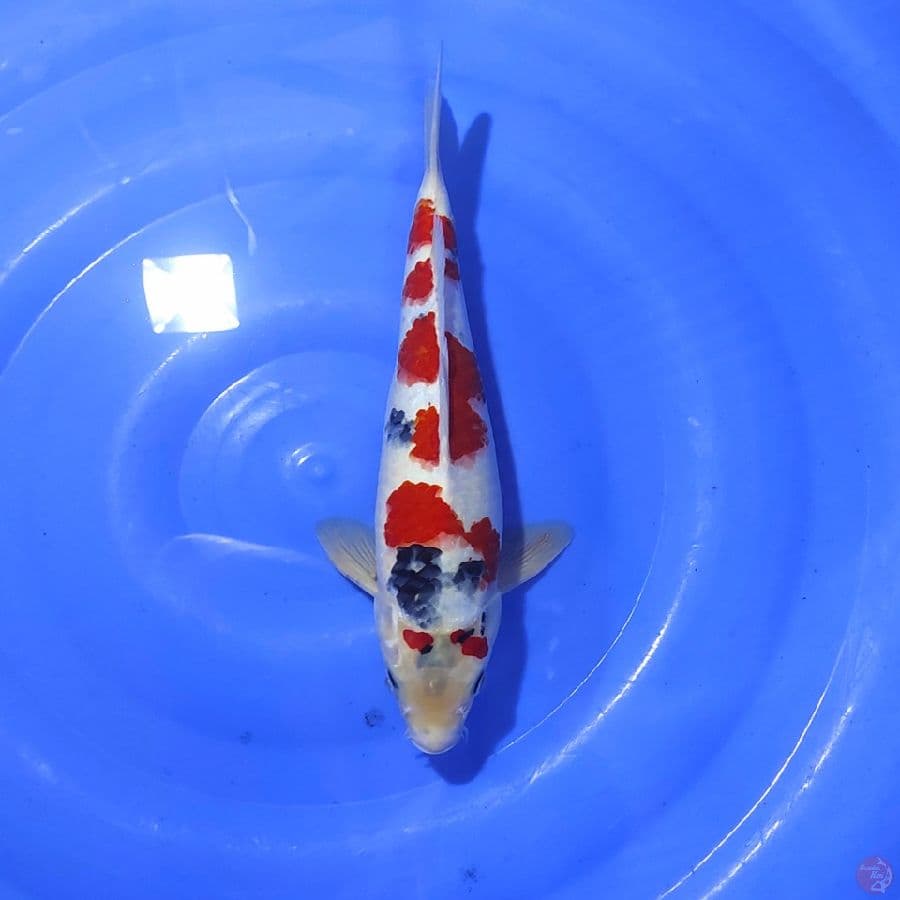 SHOWA TATEGOI , PEJATAN OKE