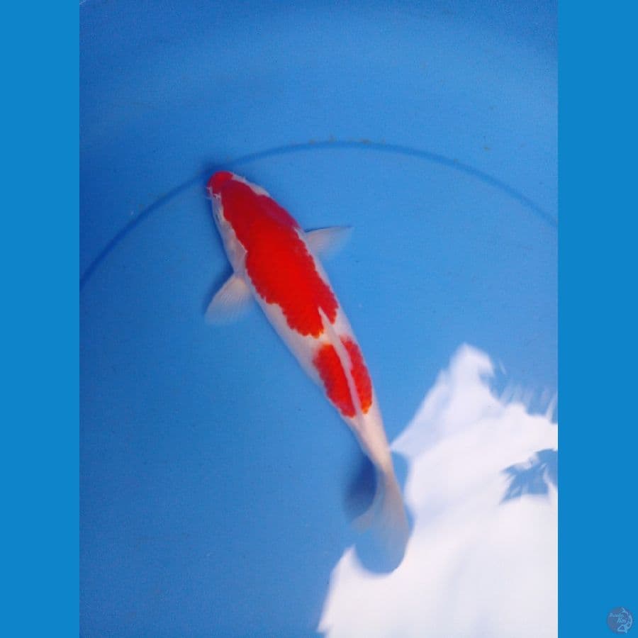 kohaku