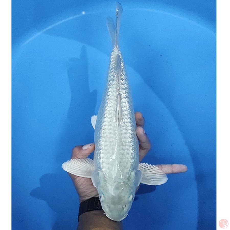 shoragoi ginrin , breeder bima