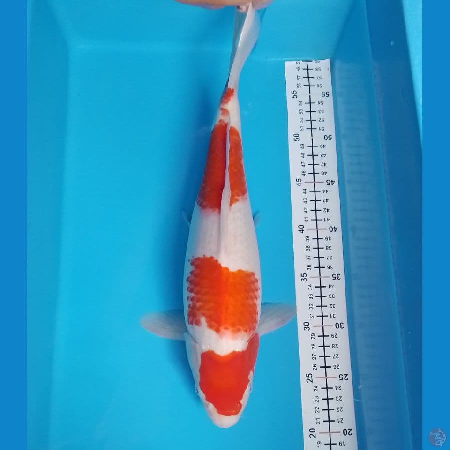 kohaku F 37