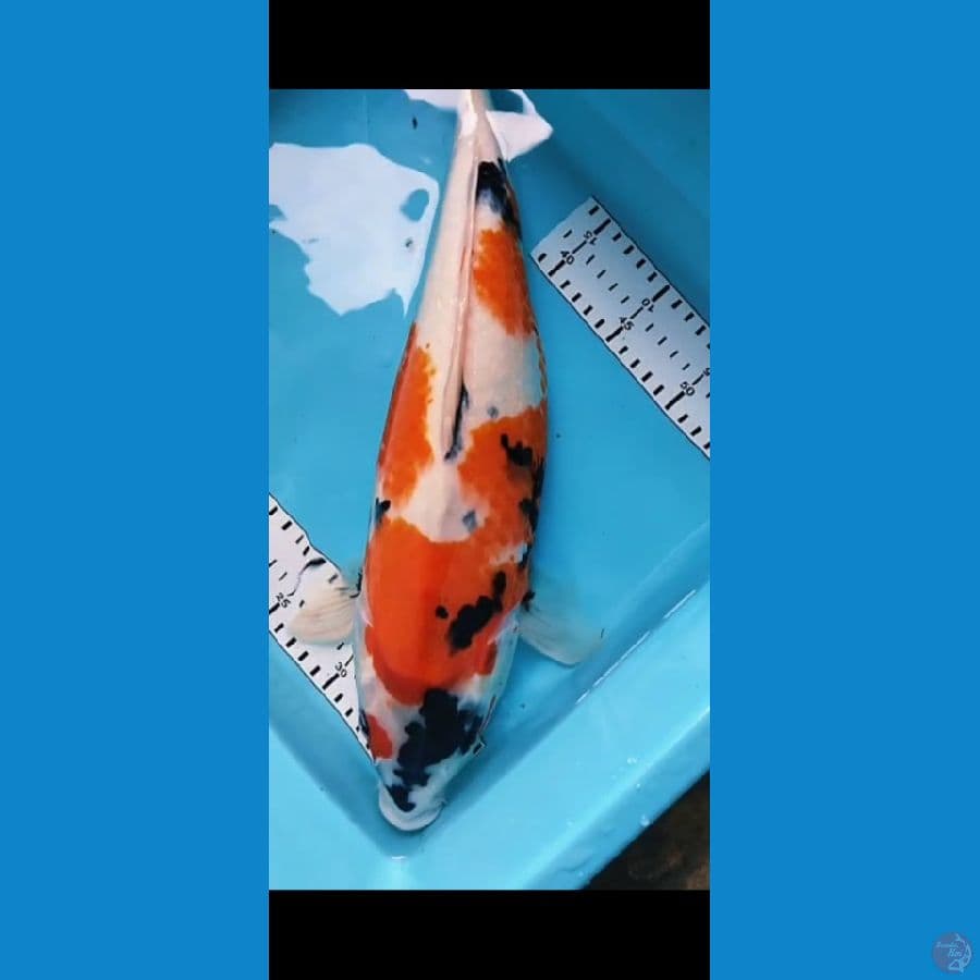showa induk 44cm