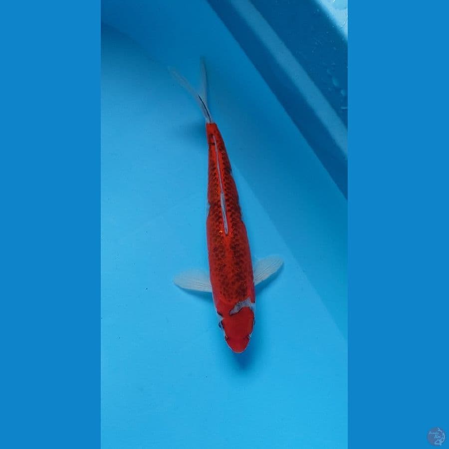 goshiki 28 female
