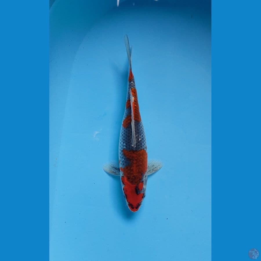 goshiki 28 cm female