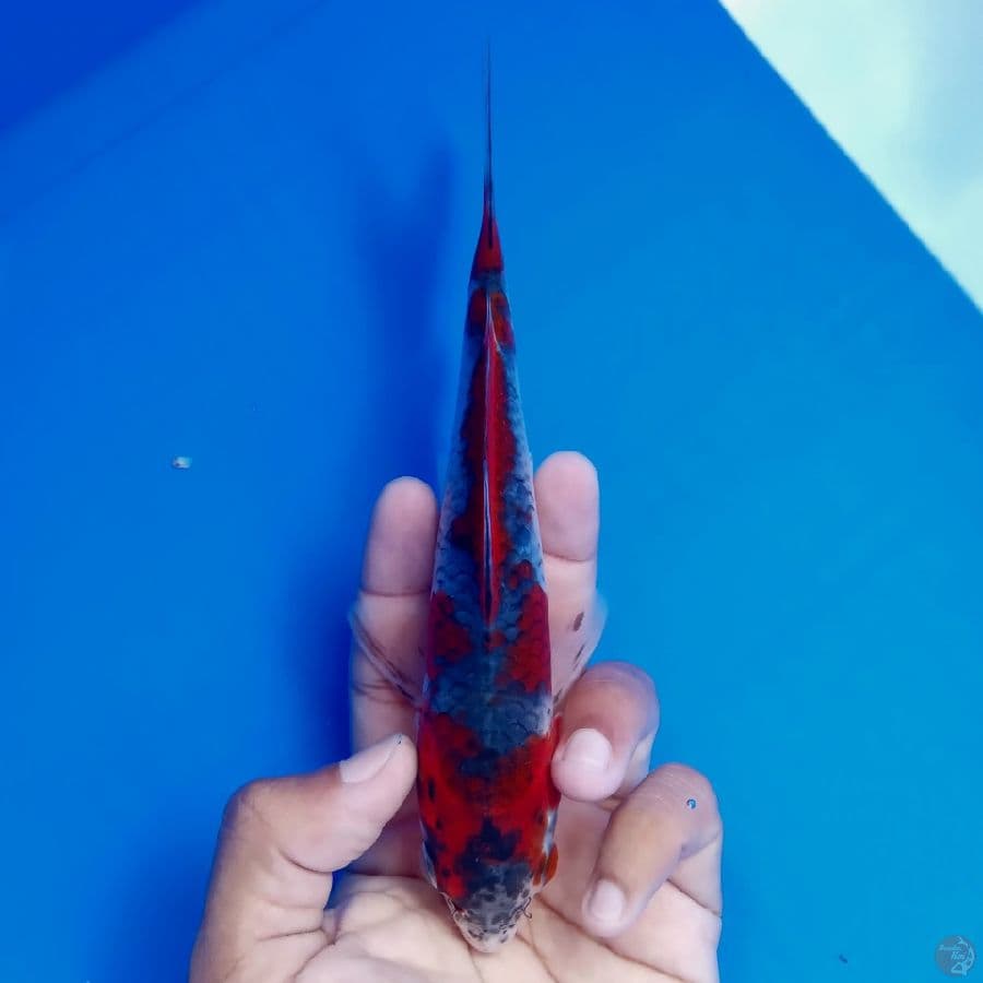 MIZU - BENI GINGGA A 18CM