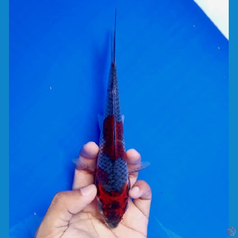 WANGAN - BENI GINGGA A 18CM