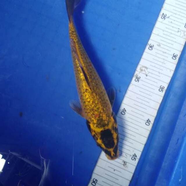 Gold kawari ginrin