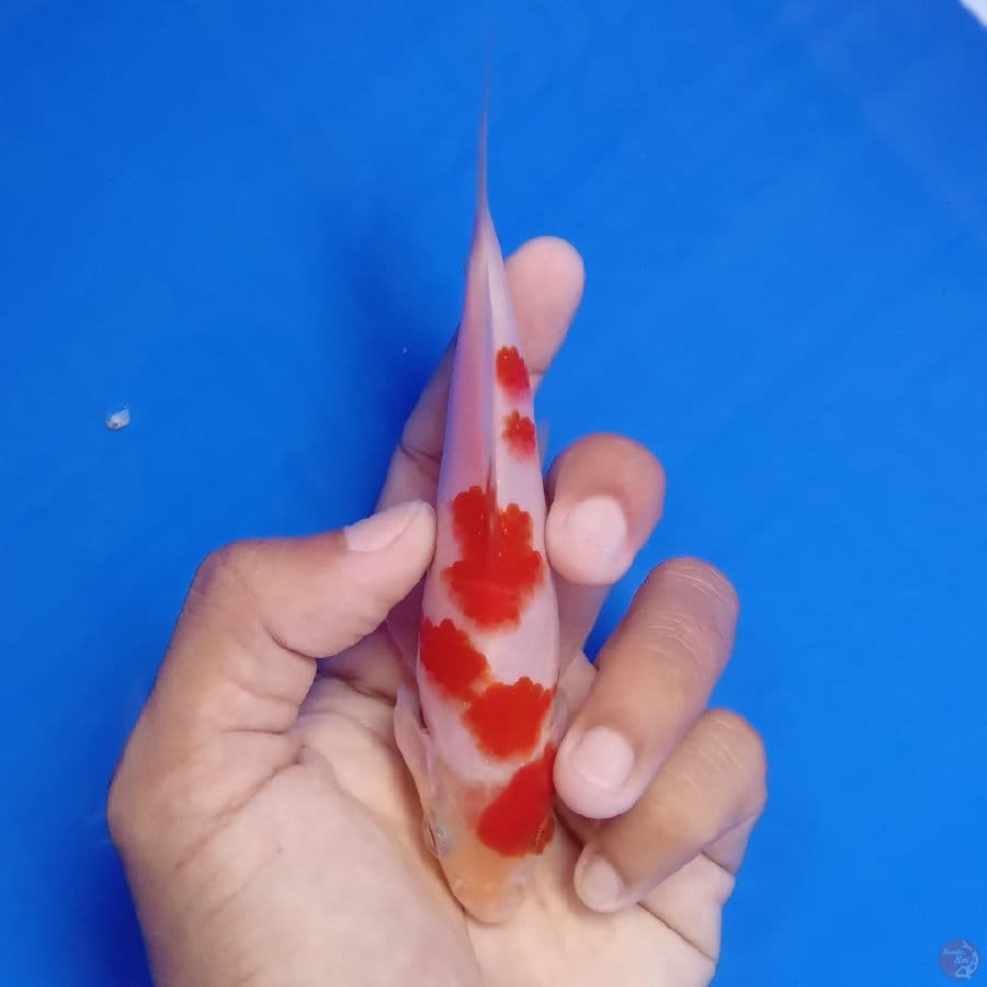 WANGAN - SAKURA KOHAKU 13CM