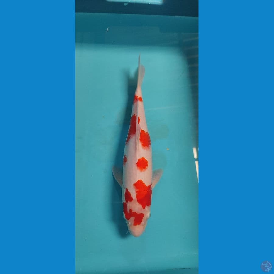 sakura kohaku ori 32 fm