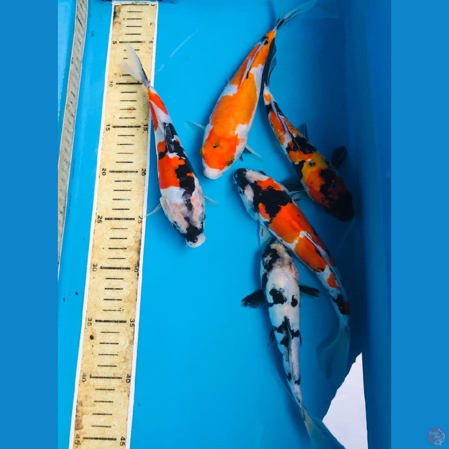 paket 19-22 cm